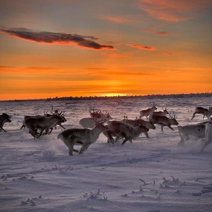 Authentic Sami Reindeer Herding Adventure in Arctic Norway