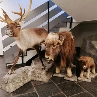 Hjerkinnhus Hotell / Hjerkinn Vandrerhjem
